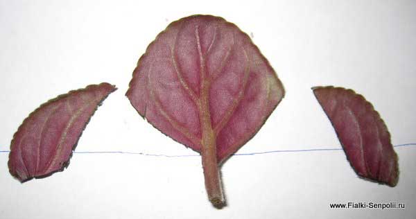 Сегменты листа. Листовая пластина с черешком фиалки. Цветок с сегментированными листьями. Размножение кусками листьями сенполии фото. Фото листовой пластинки сенполии надрезанной лезвием.